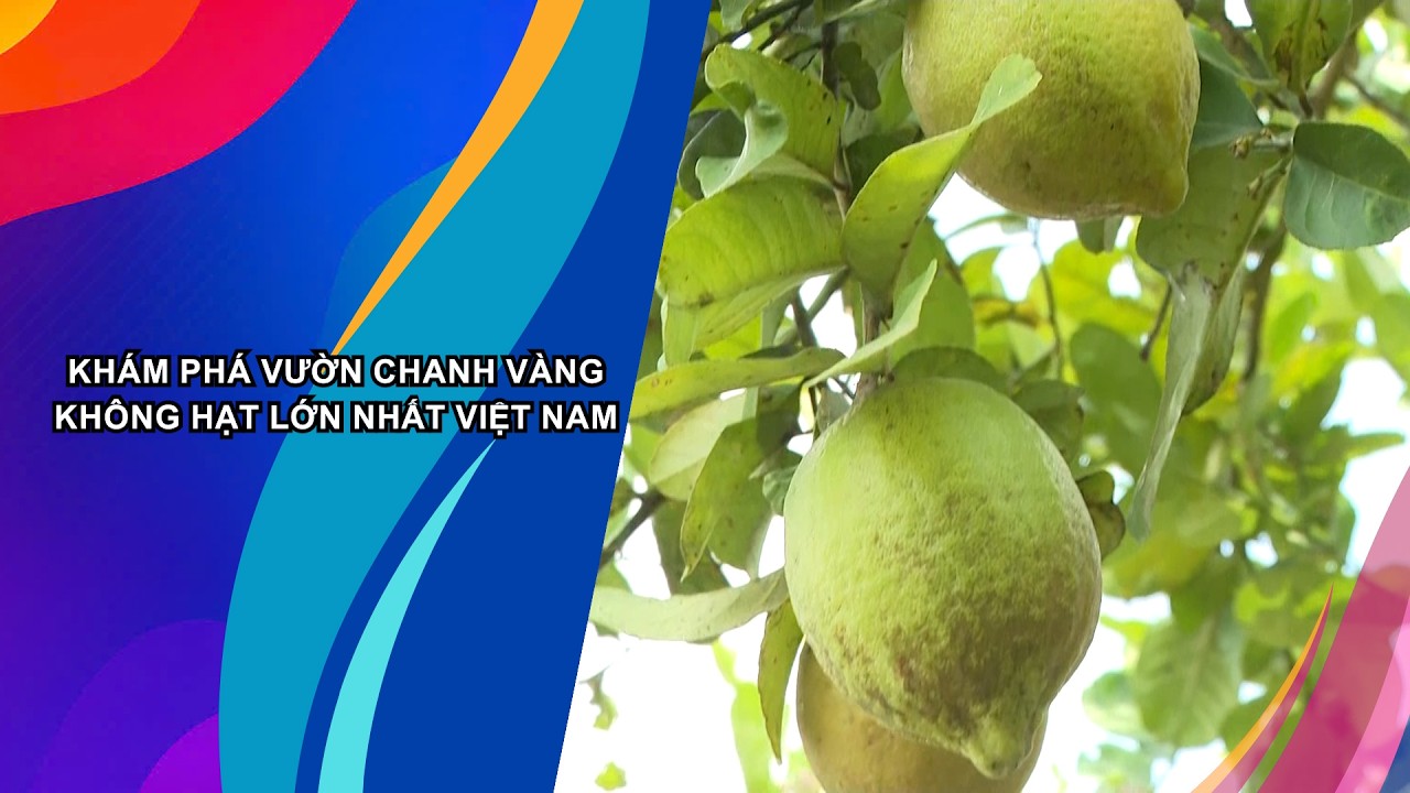 KH&Aacute;M PH&Aacute; VƯỜN CHANH V&Agrave;NG KH&Ocirc;NG HẠT LỚN NHẤT VIỆT NAM