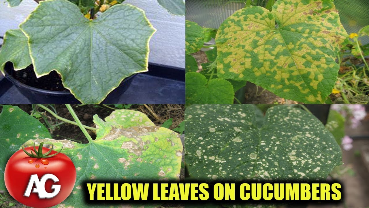 THE LEAVES ON CUCUMBERS ARE YELLOWING URGENTLY TAKE ACTION OTHERWISE THERE WILL BE NO HARVEST