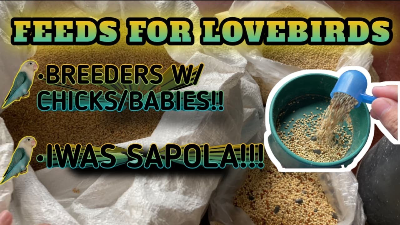 FEEDS FOR AFRICAN LOVEBIRDS | PAANO MAIIWASAN ANG SAPOLA | PATUKA PARA SA MAY INAKAY! - VLOG 36