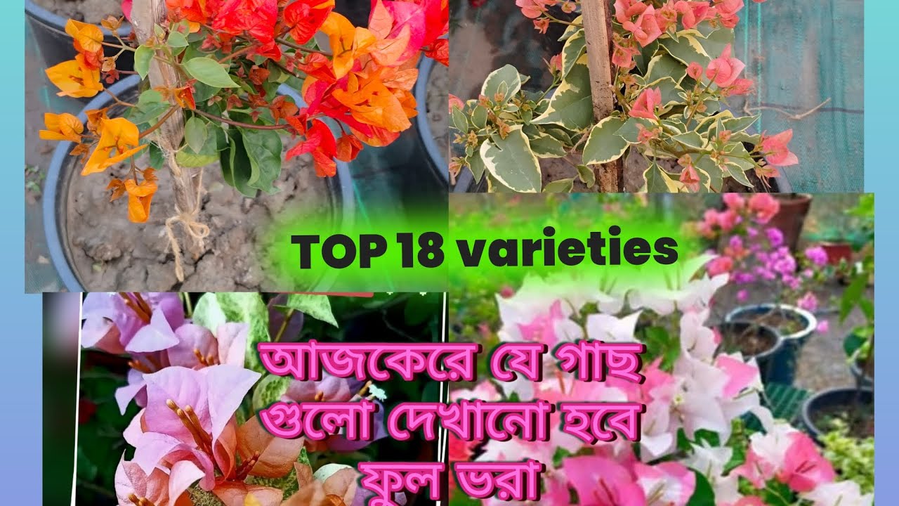 All the plants that will be shown today are with flowers.#bougainvillea #All India nursery 🌱🚛🚚👍👏🔔