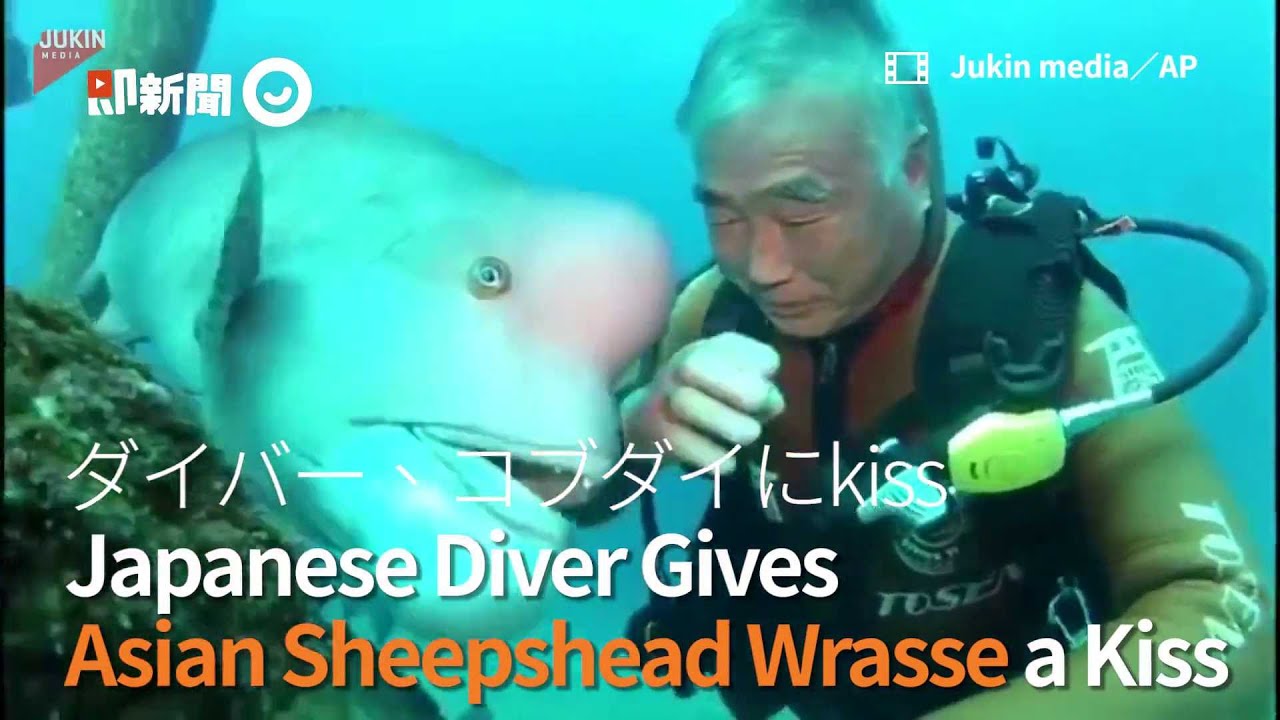 Japanese diver gives asian sheepshead wrasse a kiss｜ダイバ－、コブダイにキス｜English video