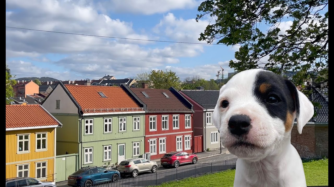 Nordic slow living with a dog 🐶 🎂 Oslo vlog