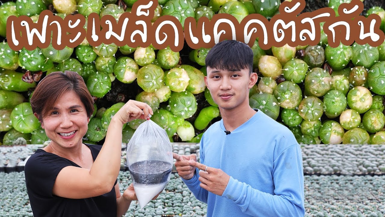 วิธีเพาะเมล็ดแคคตัส Astrophytum | Cactus Journey EP.25