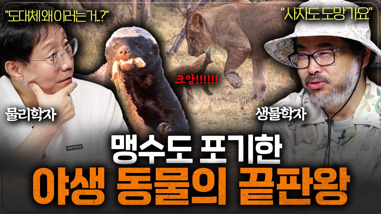 벌꿀오소리는 왜 이렇게 성격이 더러울까? (극한의 생존법..)ㅣ범준에 물리다