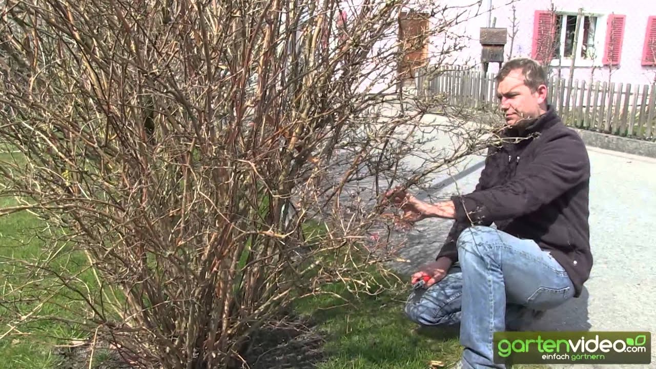 Wie schneide ich Sternchenstrauch (Deutzia)