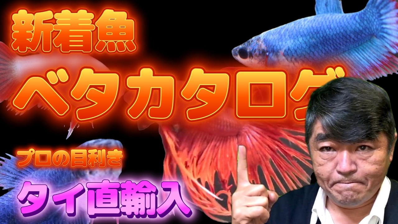 【創業40周年】12時間ベタの映像とBGM　2026年3月17日