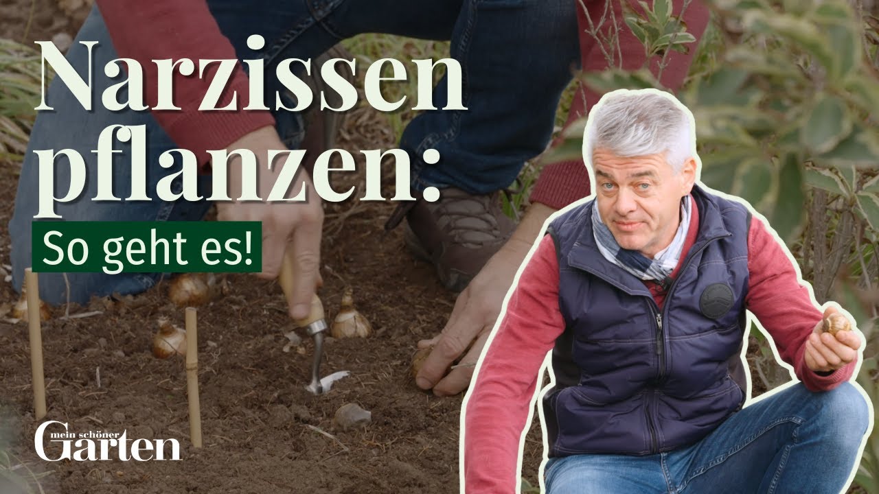 Narzissen pflanzen: So geht es!