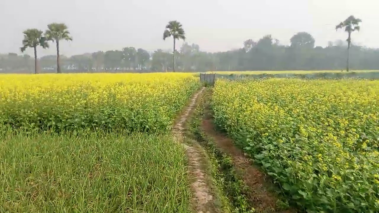 চলনবিলের রসুনের কি কি সার দিলে ফসল ভালো হয় তা আপনাদের দেখাবো 💥
