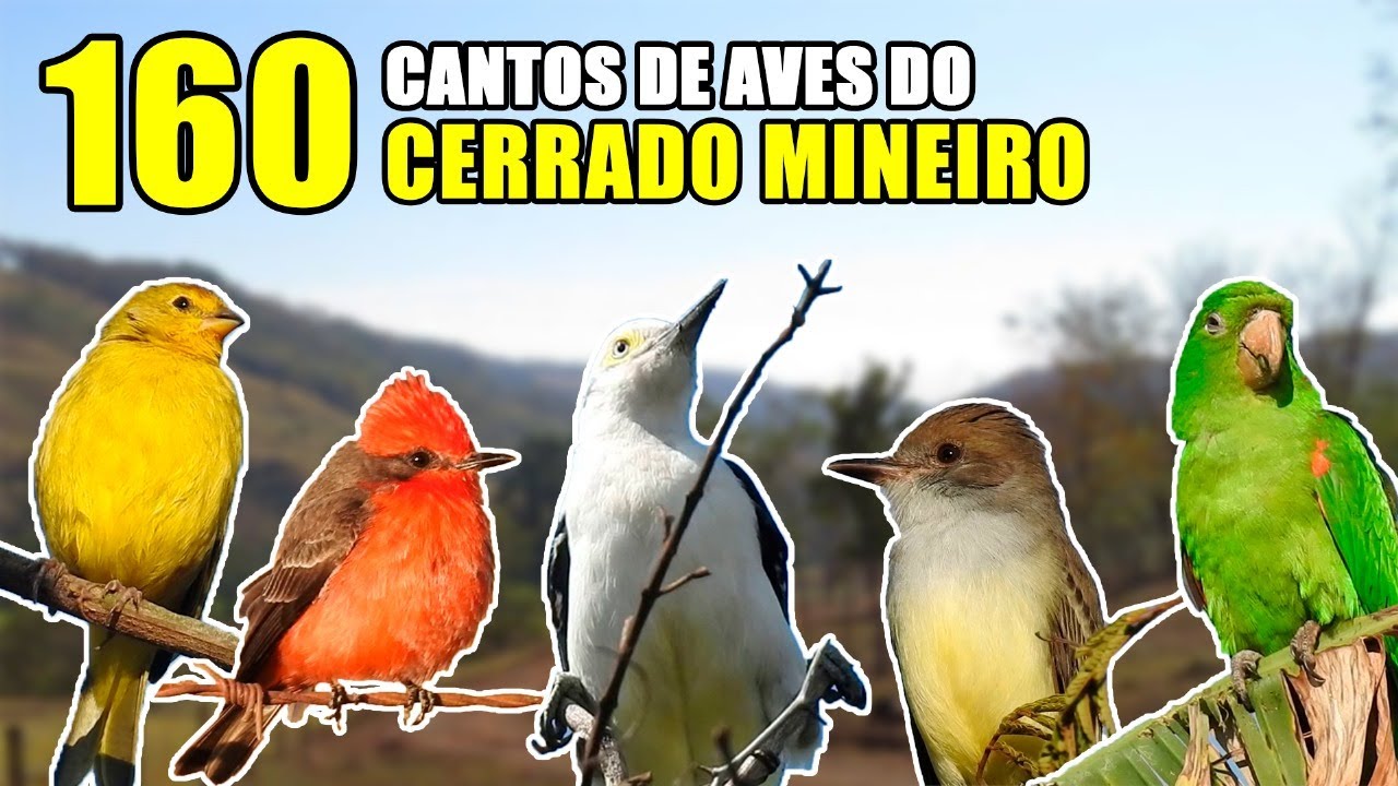 #01 160 Cantos de aves no cerrado mineiro.