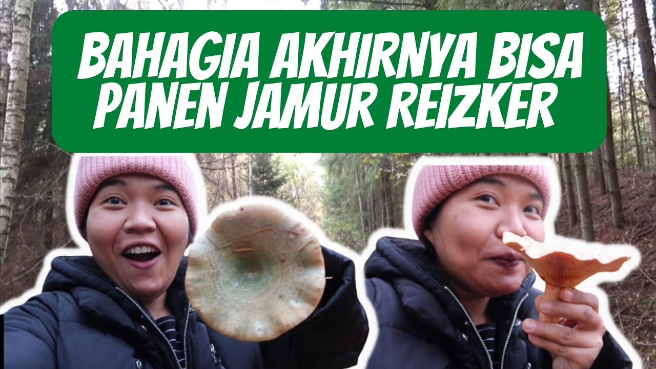 GAK NYANGKA BISA PANEN JAMUR REIZKER / MELKI