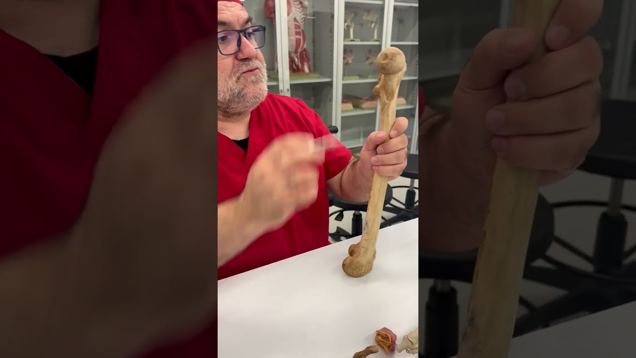 Alt ekstremite kemikleri - Lab
