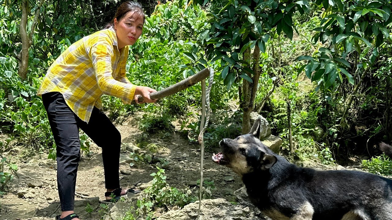 Venomous snakes intrude the farm, harvesting papaya flower, clearing around the farm