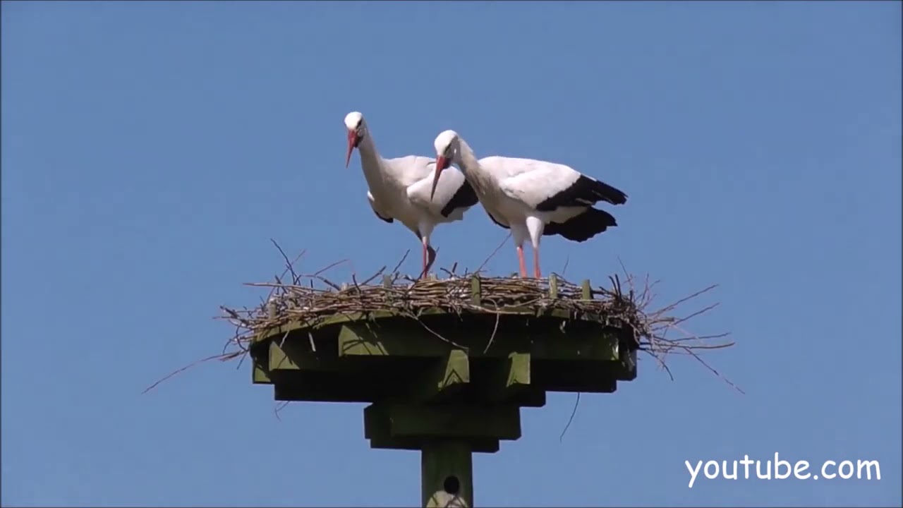 Apie paukščius - baltasis gandras pasakoja Viktorija