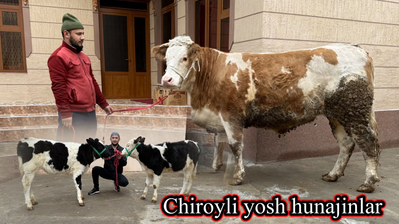 CHIROYLI YOSH HUNAJINLAR SOTILADI. Dastafka bor