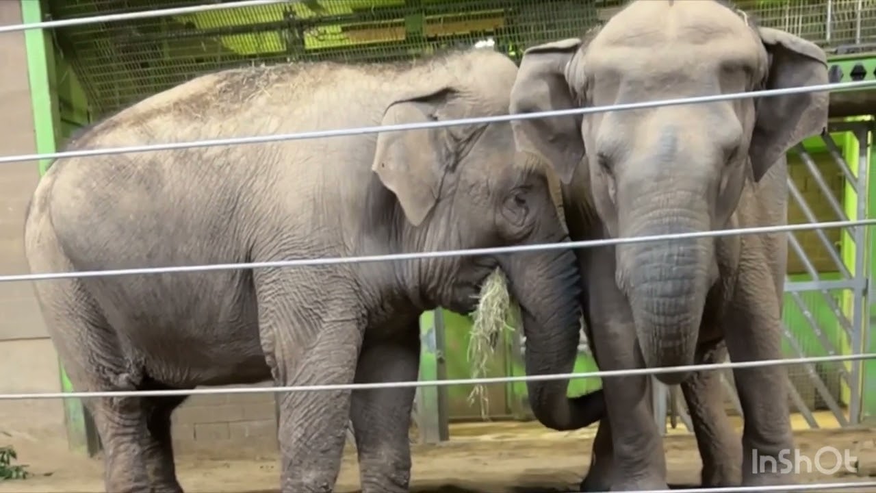 Exploring Belfast zoo in my trip to northern Ireland and loving it to bits #belfastcity