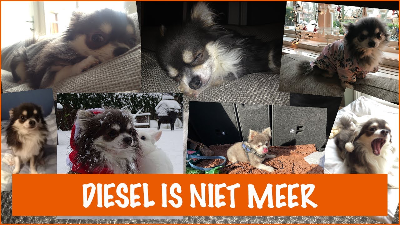 Hoe ga je om met het verlies van je huisdier? | DierenpraatTV