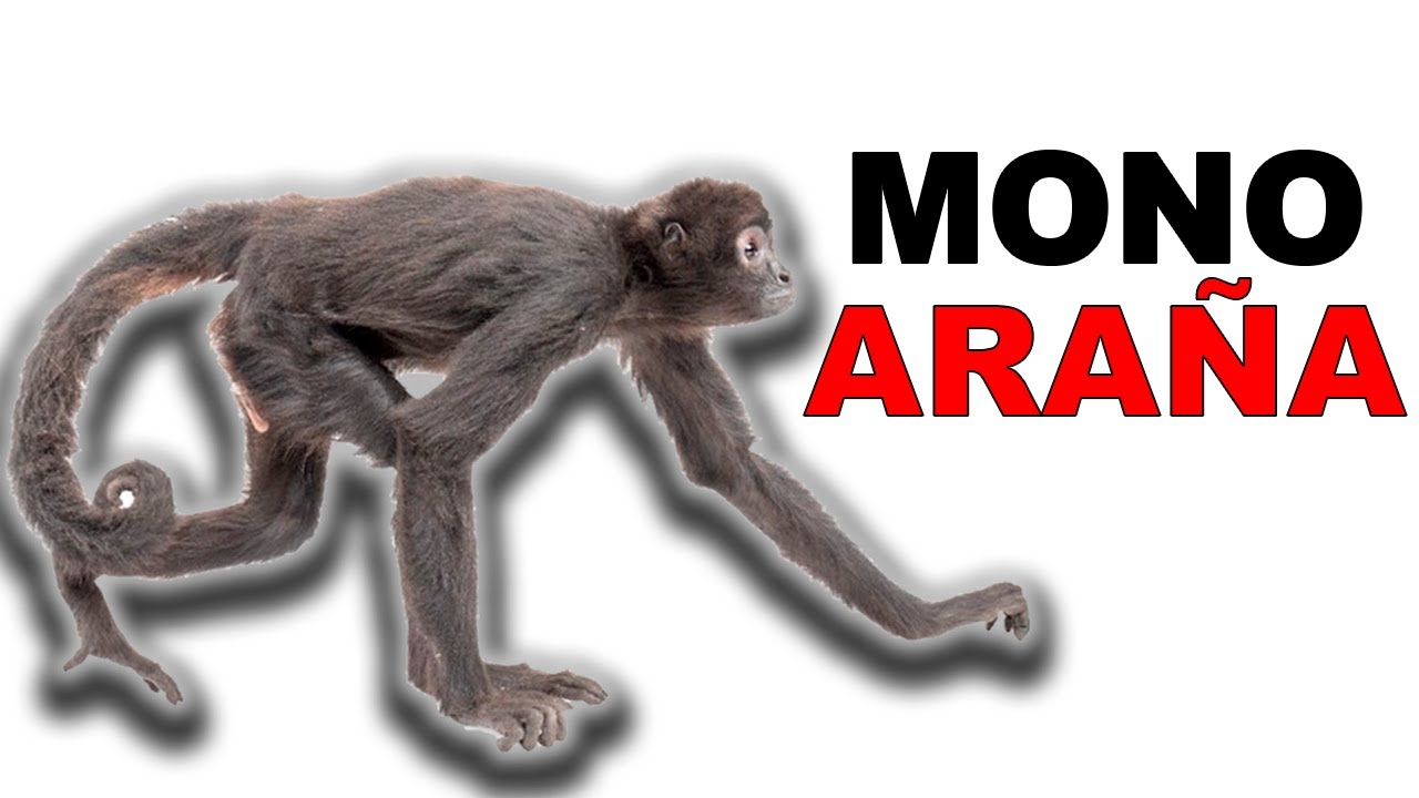 🐒 Mono Araña: Un PRIMATE que APLICA la INTELIGENCIA 👨‍🏫 COLECTIVA - Animales Salvajes