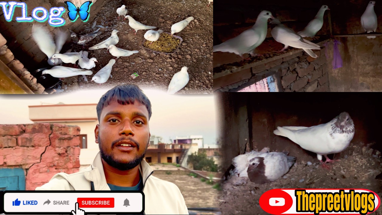 Pigeon lovers mohi  vlog 😊🕊️ #thepreetvlogs