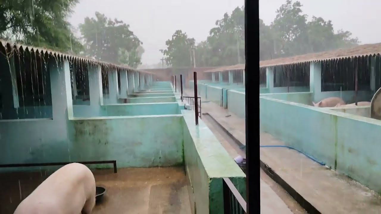 पिग फार्म में बारिश हो रही हैं आज।#pig #vlog #farming #piglet
