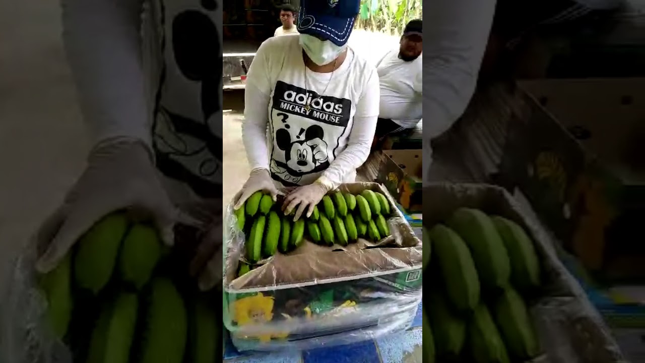 Proceso de evaluación de calidad del banano de exportación| Paola Murillo