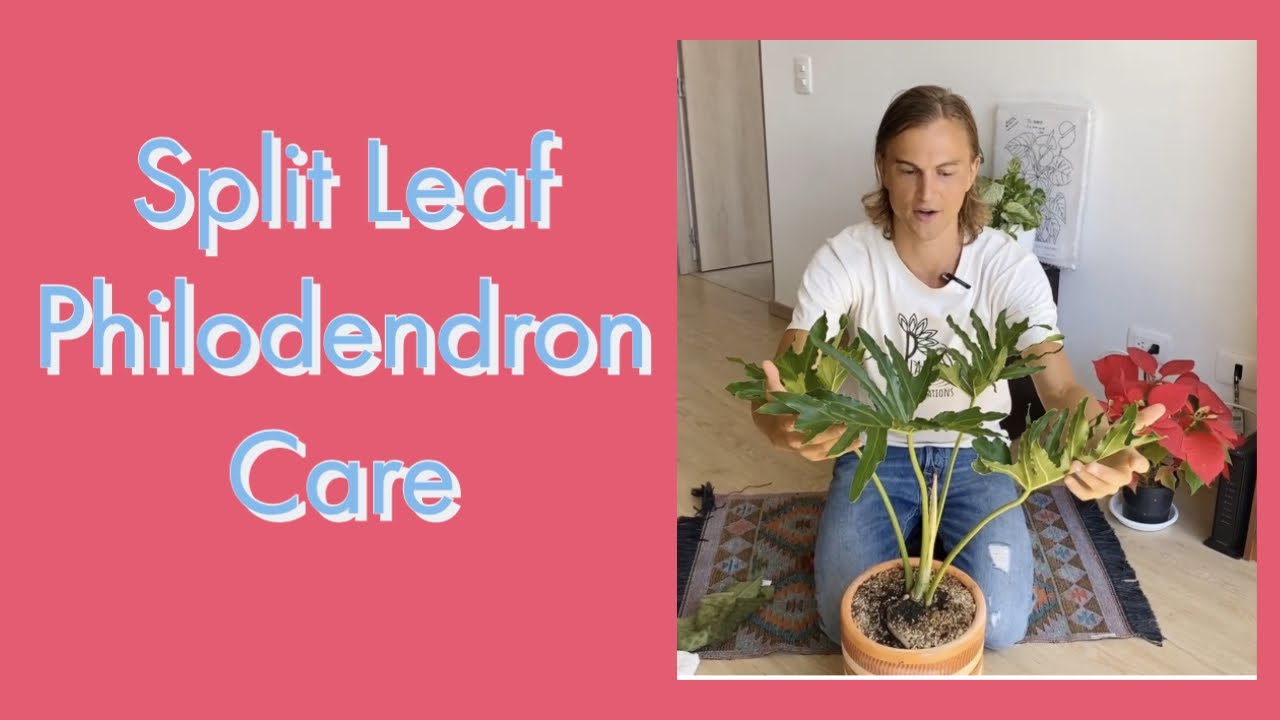 Split Leaf Philodendron Plant Care