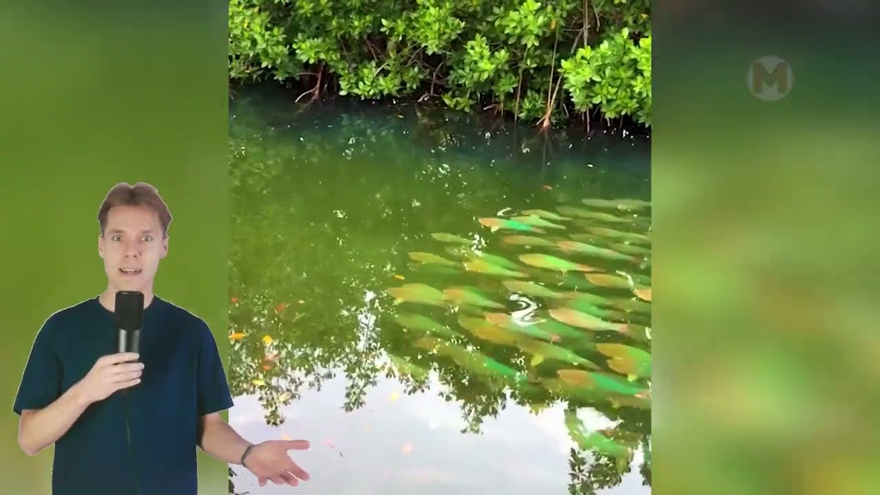 Эти Видео Нужно Увидеть Своими Глазами, Чтобы Поверить!