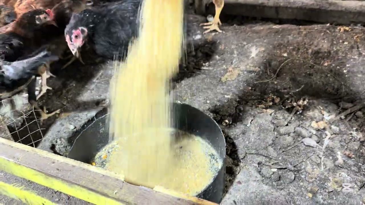 Alimentando mis gallinas 🐓 #gallina #gallinablanca 