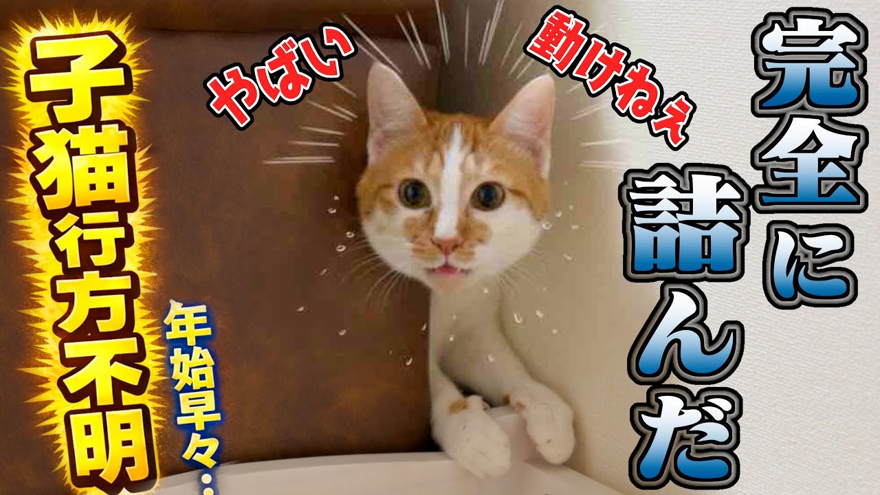 【行方不明】子猫がソファーに挟まって身動きが取れなくなってました…。