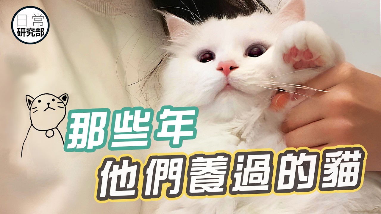 從小到老，不同年齡層的養貓經歷！