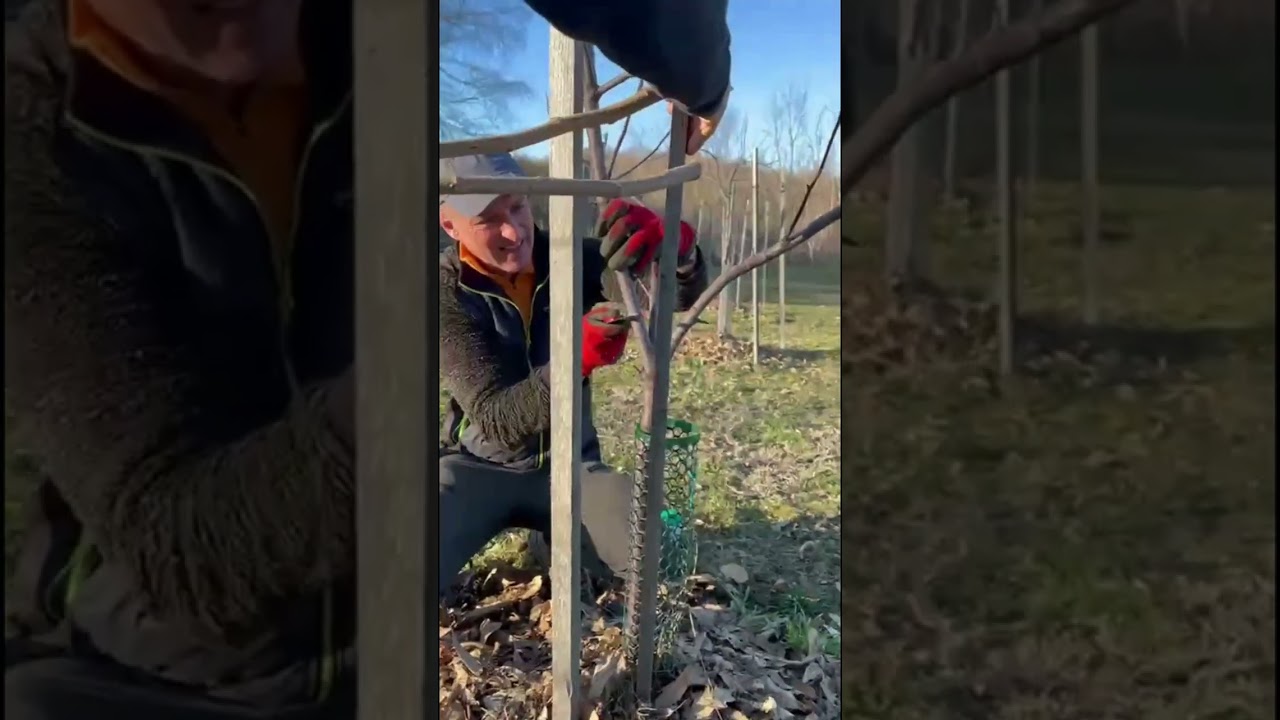 POTATURA DI ALLEVAMENTO ALLA VENETA