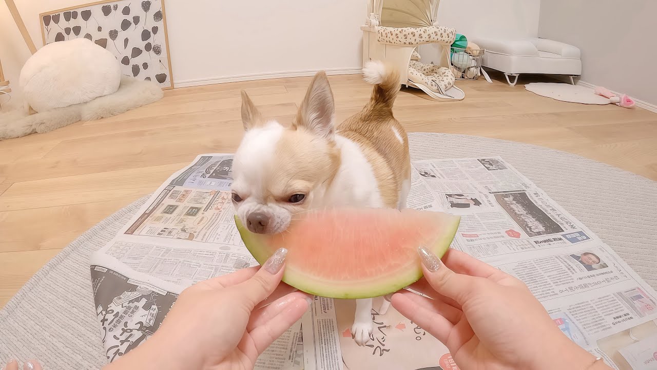 大きなスイカにかぶりつく犬がかわいすぎましたw