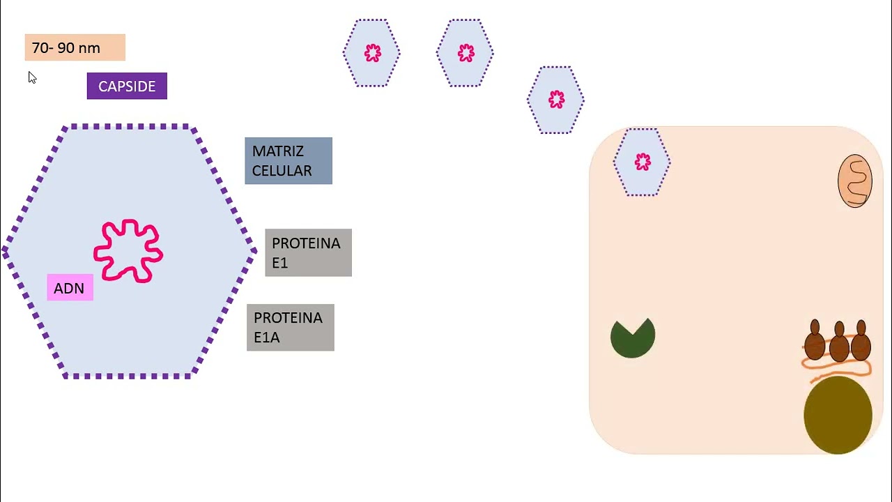 Adenovirus