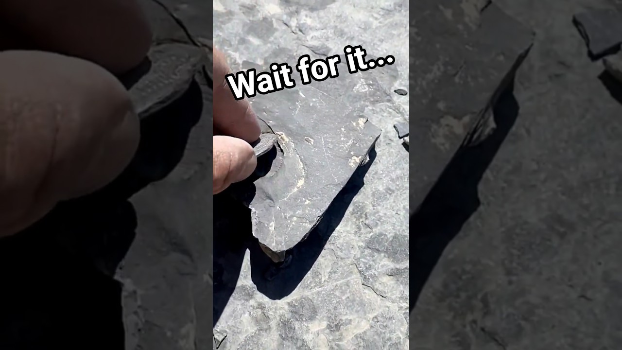 Perfectly Preserved After 500 Million Years #paleontology #fossils #viral