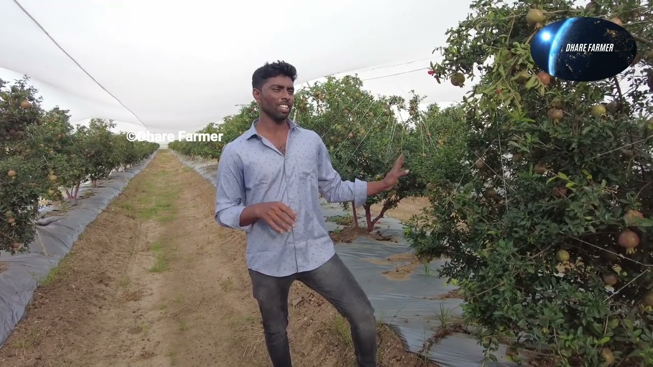 ಆಧುನಿಕ  ಪದ್ಧತಿಯಲ್ಲಿ ದಾಳಂಬಿ  ಬೆಳೆದು ಯಶಸ್ವಿಯಾದ  ರೈತ||ದಾಳಂಬಿ  ಕೃಷಿ||Pomegranate farming in kannada
