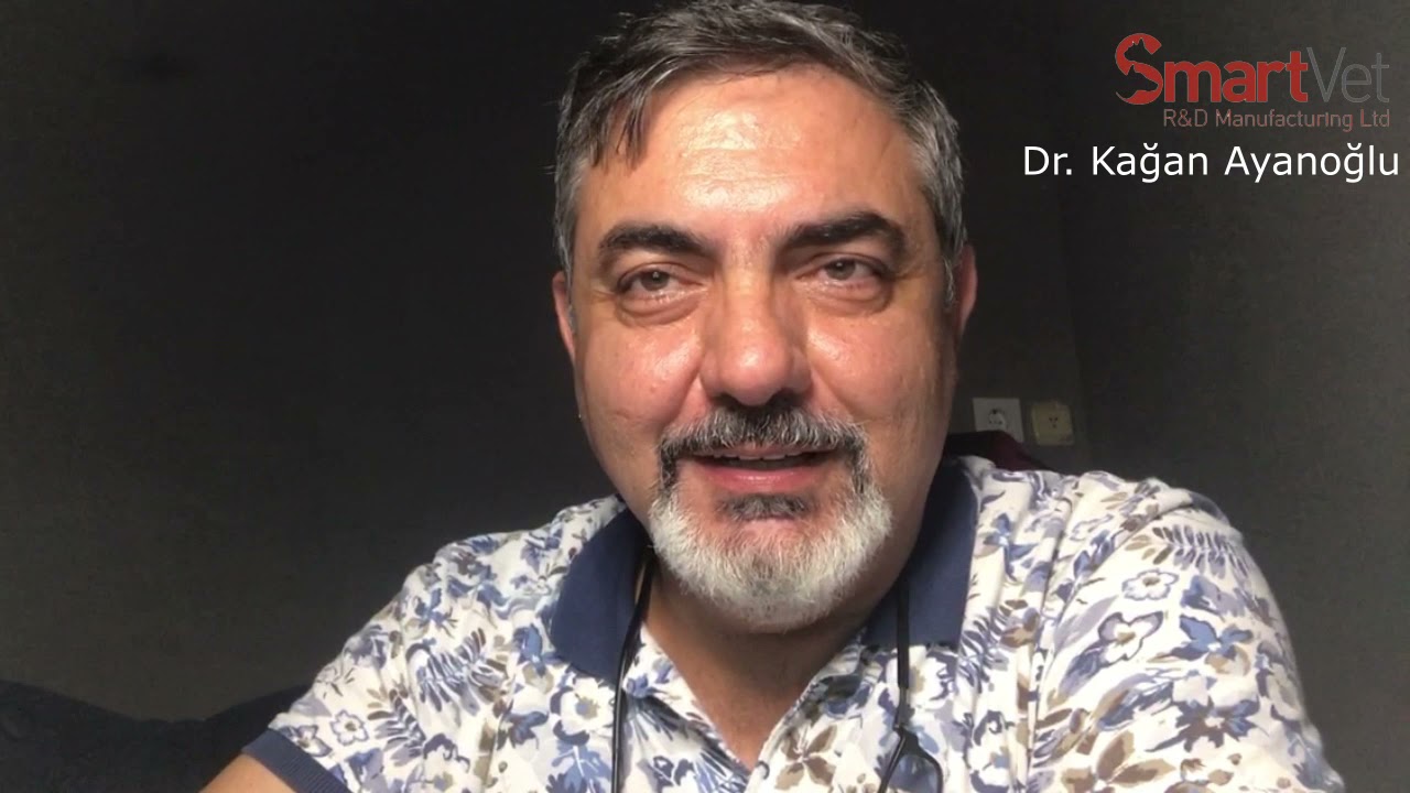 Kedilerde Beslenme Nasıl Olmalı?
