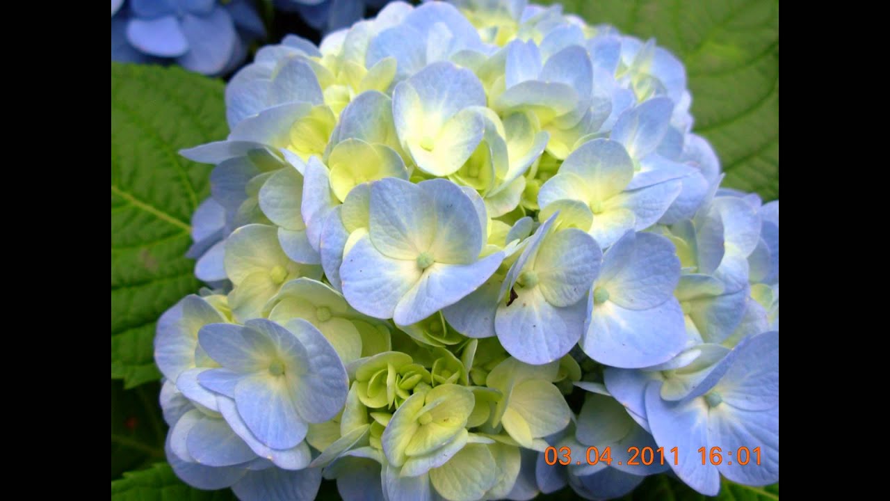 As flores sao a beleza da natureza.