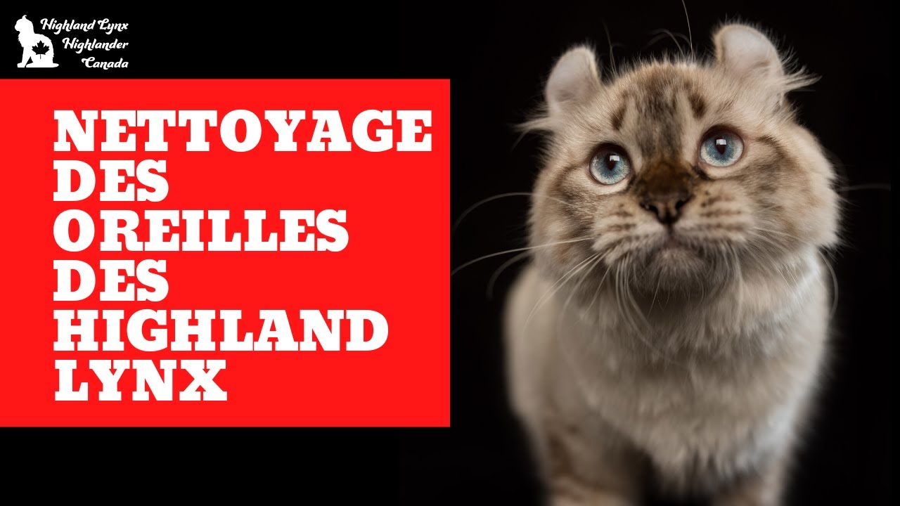 Nettoyage des oreilles des chats de race Highland Lynx / Highlander