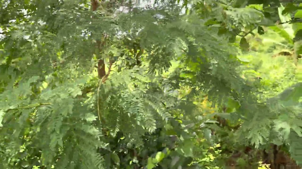 Đàn hương trắng Ấn Độ - Mô hình vườn rừng