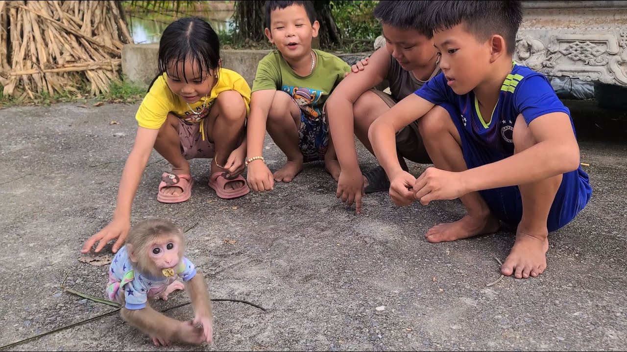 Monkey David ran away when being teased by many fans