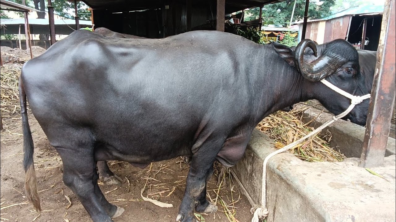 New road for lady 🐃 jafrabadi buffelo #orginal #trendingvido #baffalo 