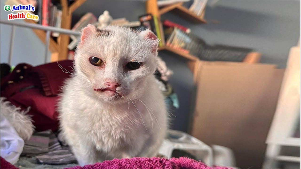 A couple adopted a cat; everyone was scared of her, but regretted not knowing her past