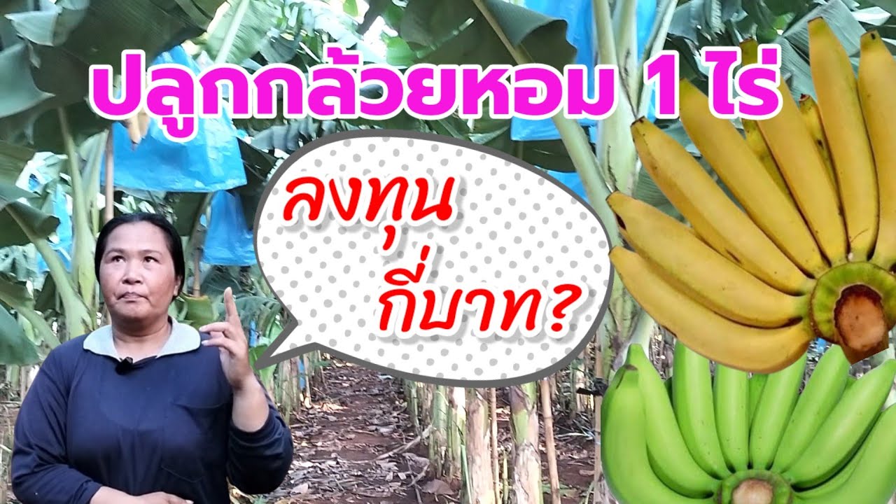 ปลูกกล้วยหอมทอง 1 ไร่ ลงทุนกี่บาท?