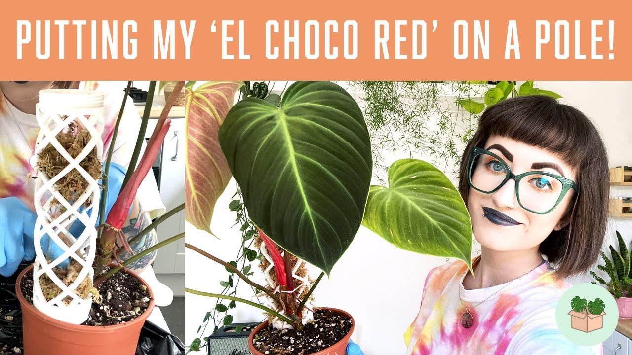Putting my Philodendron 'El Choco Red' on a moss pole 🌿 (how to attach a plant to a support)