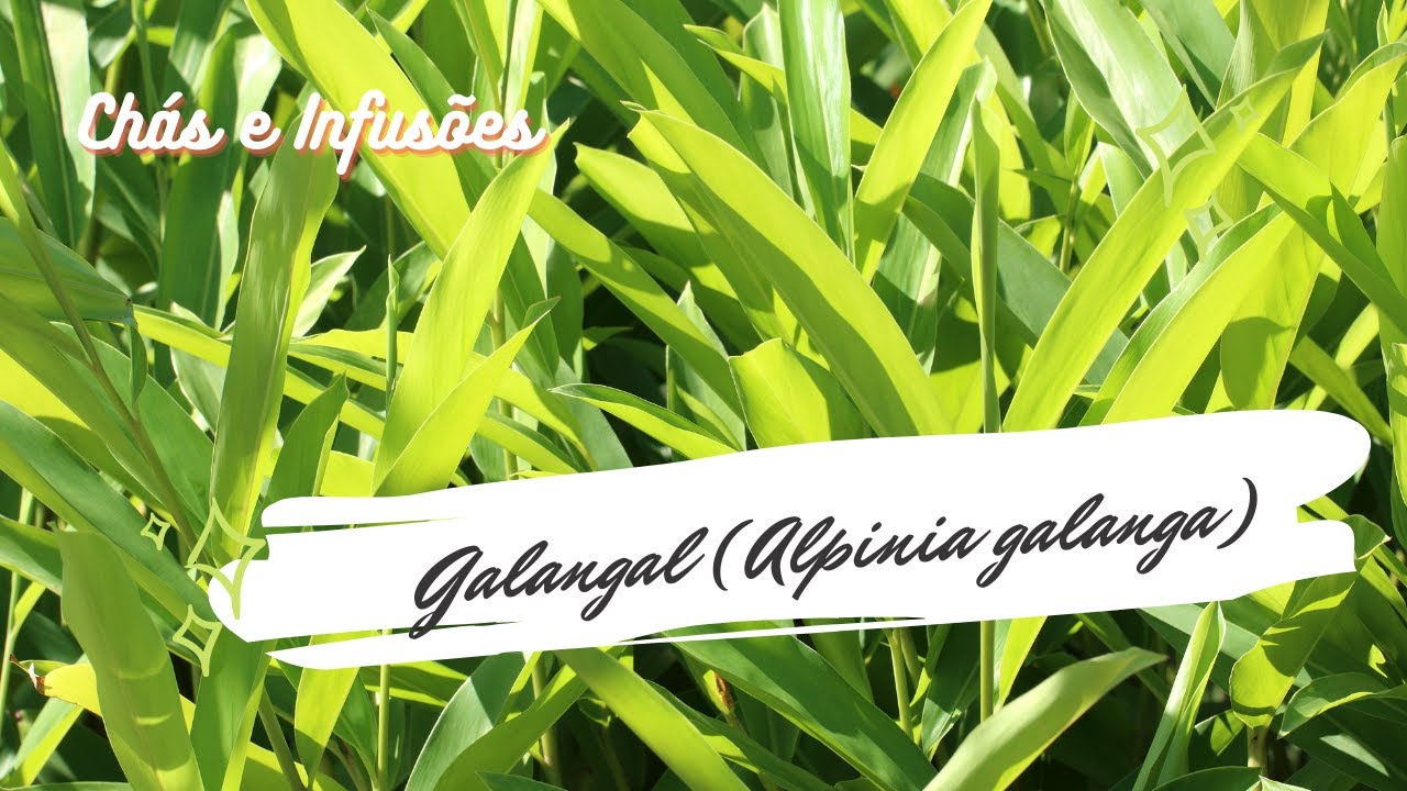 Infusão de galangal (Alpinia galanga)