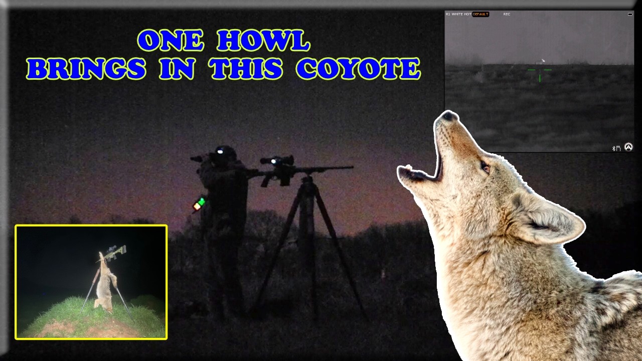 One Howl Brings in A Coyote @armasight_usa @tccustomcalls