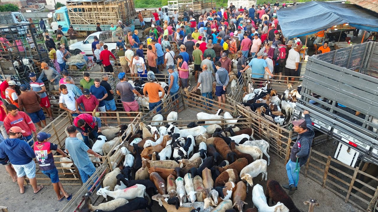 FEIRA DO BODE E SUÍNOS  DE SURUBIM PERNAMBUCO 20/02/2026