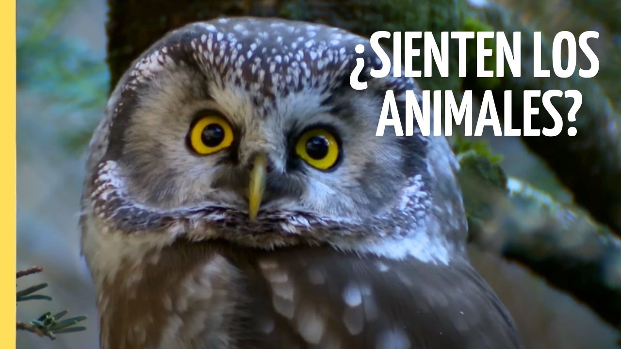 Amor, Miedo y Alegr&iacute;a: Comprender los Sentimientos de los Animales