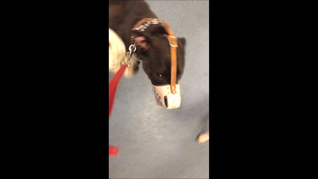 Integrating Dogs Into a New Environment (Dog Daycare)