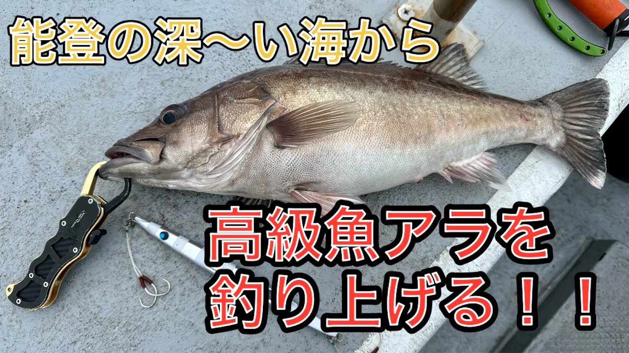 石川県能登の深〜い海から、ジギングで高級魚アラを釣り上げる！！