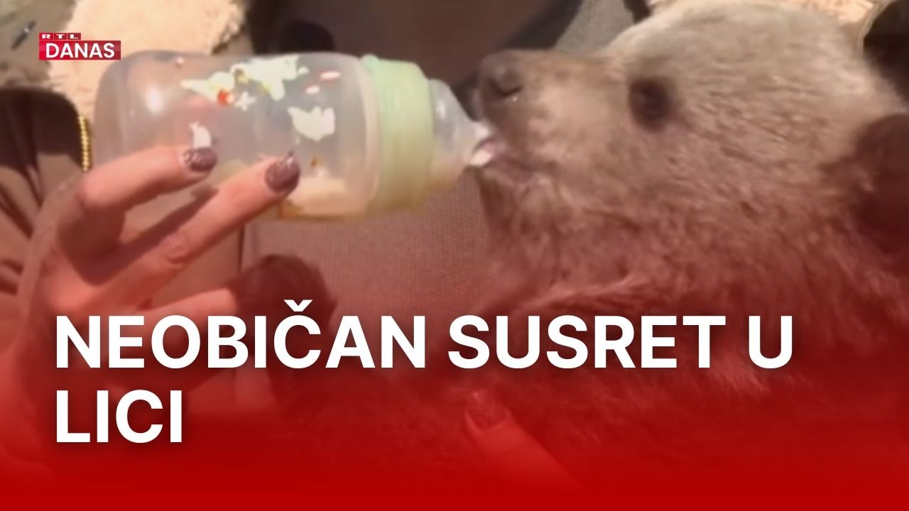 Medvjedića odveli u &scaron;umu, on se vratio: 'Muž ga je na&scaron;ao u drvarnici' | RTL Danas